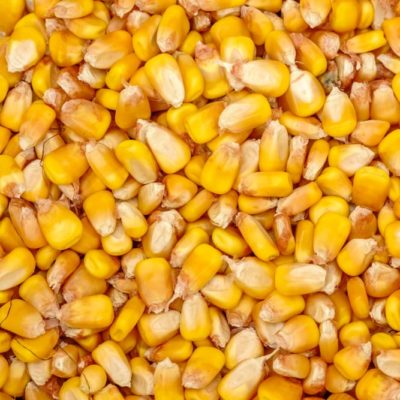 Wholesale Low Price Animal Feed Corn
