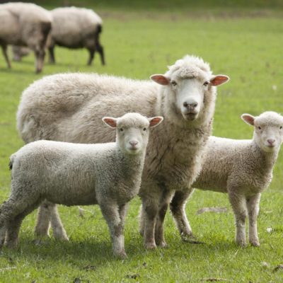 100% Full Blood Boer Goats, Live Sheep, Cattle, Lambs