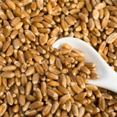 Soft Red Winter Wheat