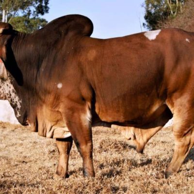 LIVE Pregnant Simmental Bull Cattle